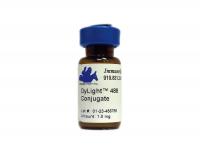 Goat anti-Mouse IgG (H&L) - Affinity Pure, DyLight®488 Conjugate, min x w/human IgG or serum proteins